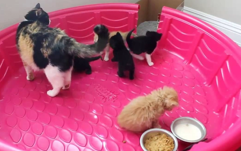 how to litter train kittens with mother