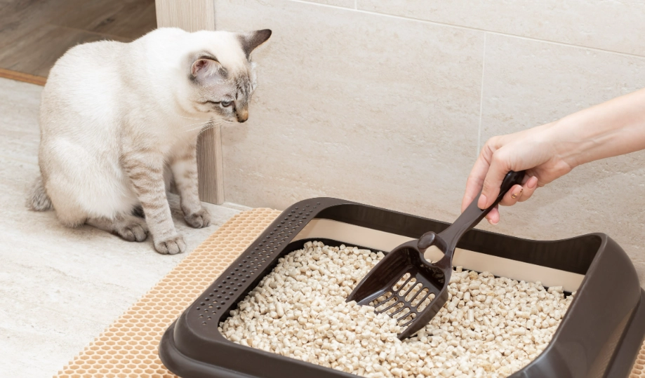 The Ultimate Guide to Choosing a Kitten Litter Box