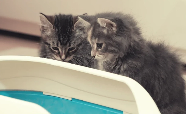 litter training problems