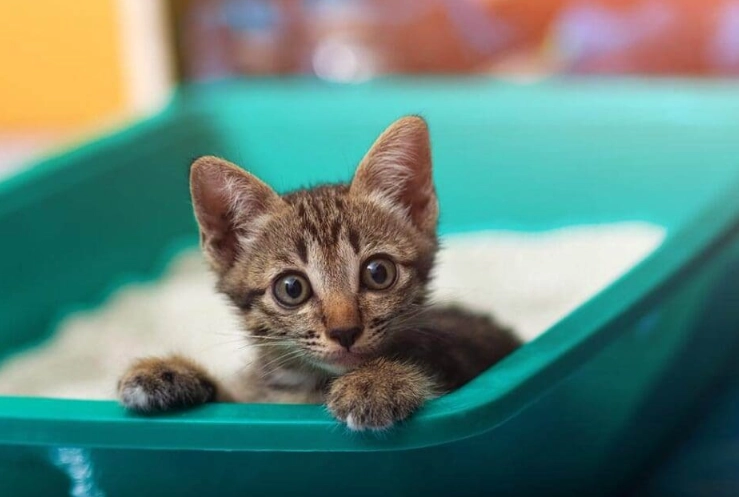 how to choose a kitten litter box