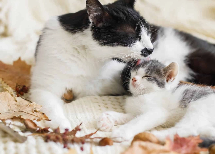 kitten litter box training