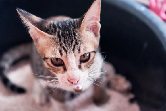 kitten litter training