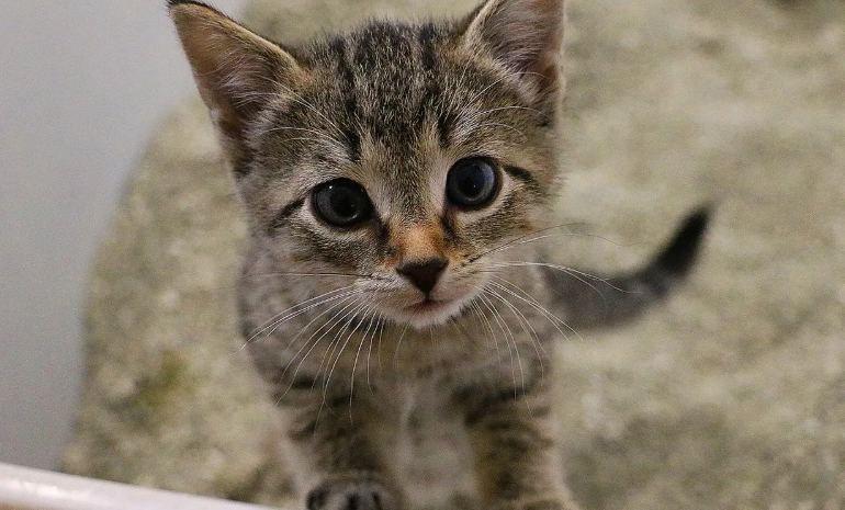 8 week old kitten litter box problems