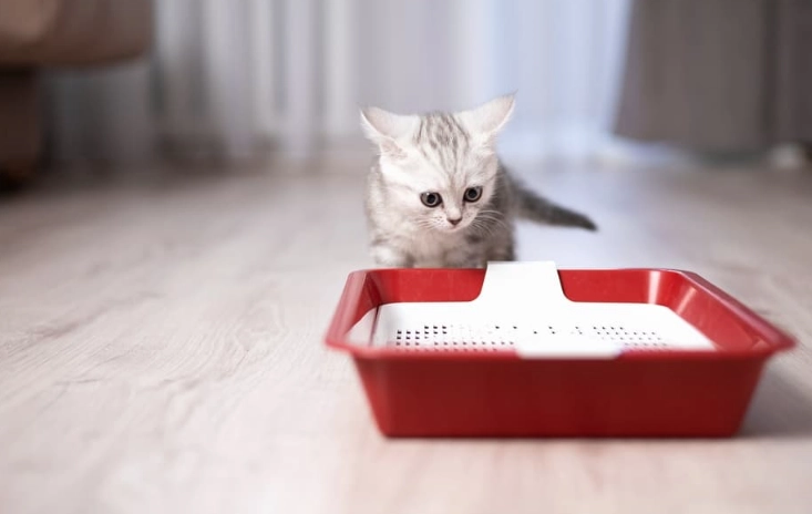 how to litter train a kitten