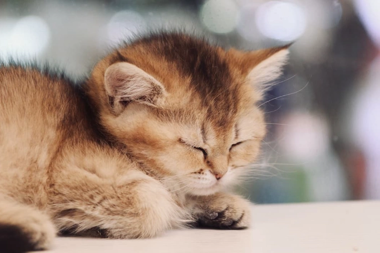 kitten litter training