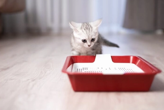 potty train kitten fast