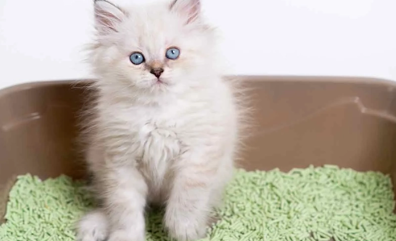 kitten litter box training