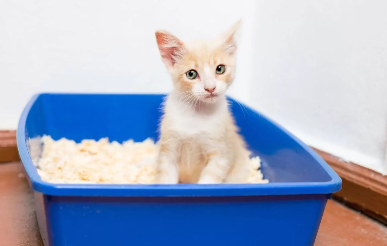 kitten litter box training