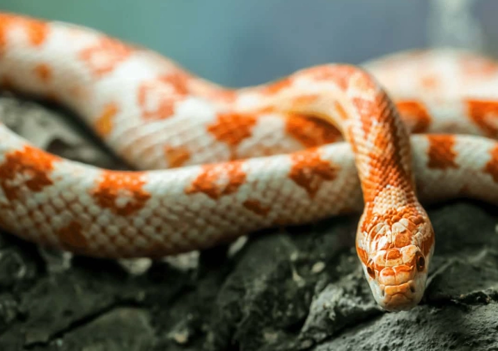 what not to do with a corn snake