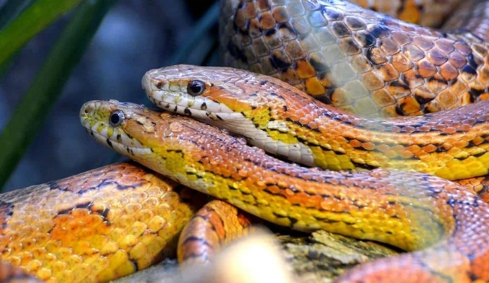 What to avoid with corn snakes?