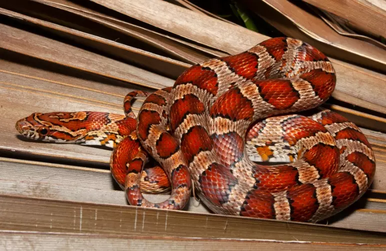corn snake husbandry errors