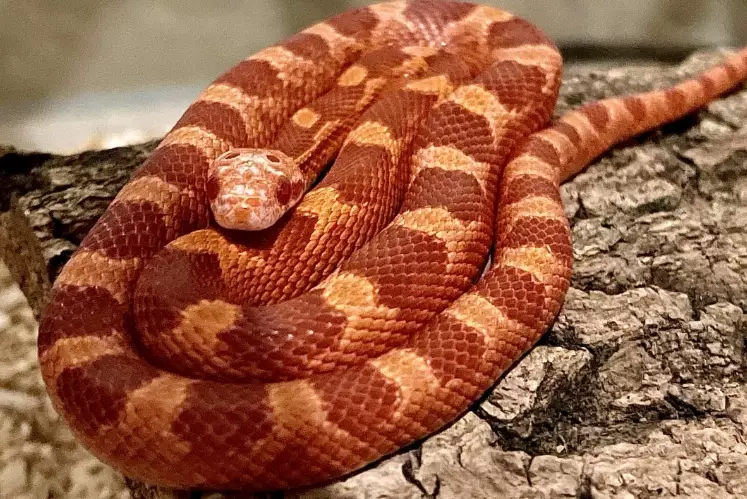 corn snake care difficulty