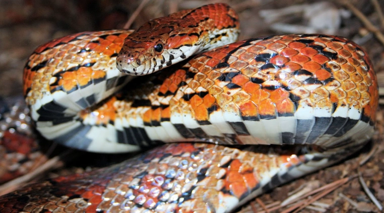 biggest problem with corn snakes