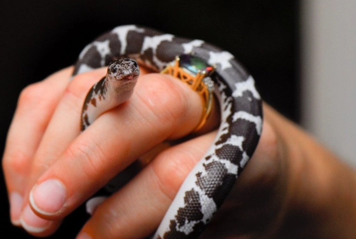 easy to care for snakes