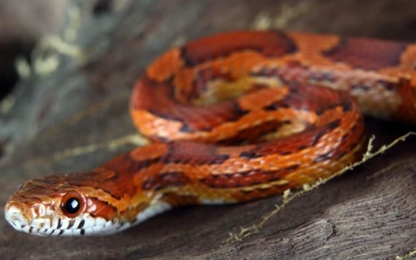 what not to do with a corn snake