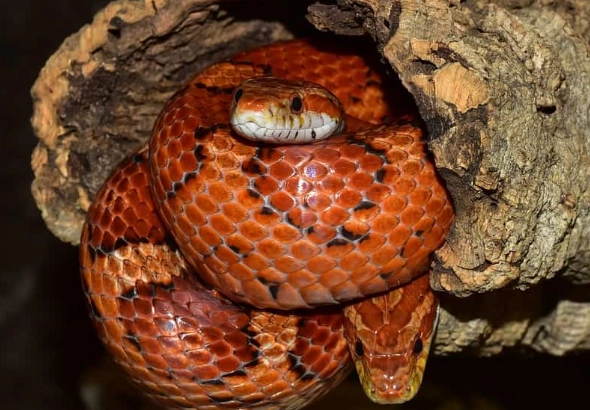 beginner corn snake setup