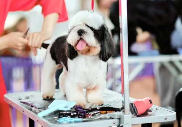 dog grooming at home for beginners