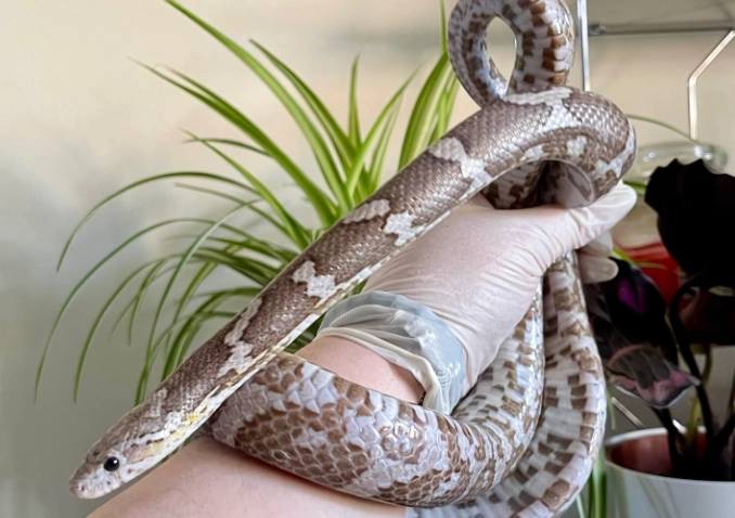 pet snake temperament