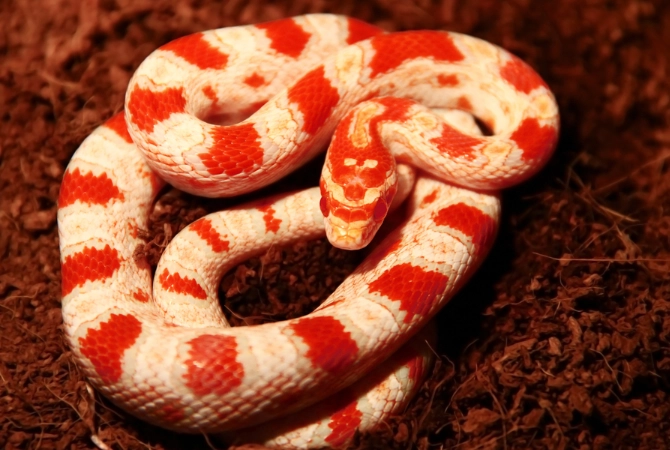 Do corn snakes like to be held?