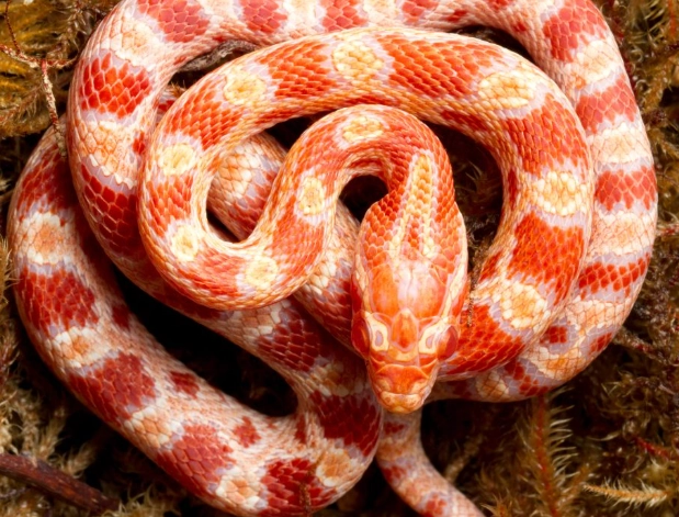 are corn snakes friendly