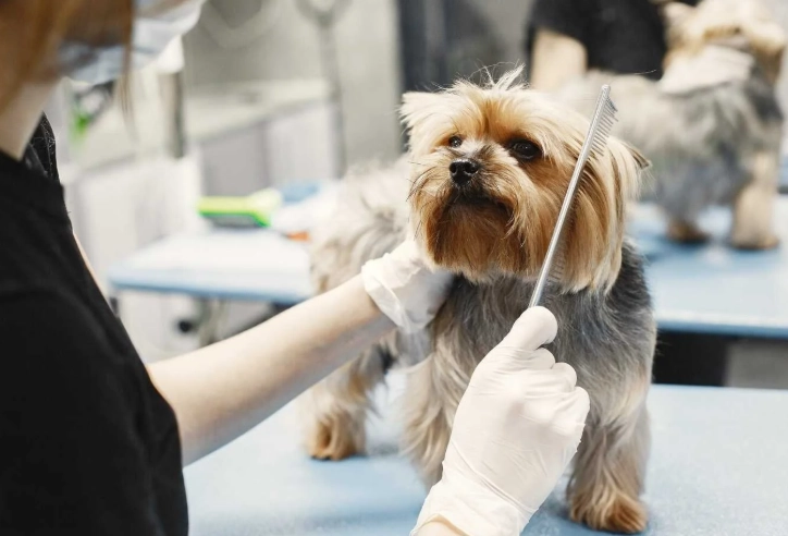 how to groom your dog at home