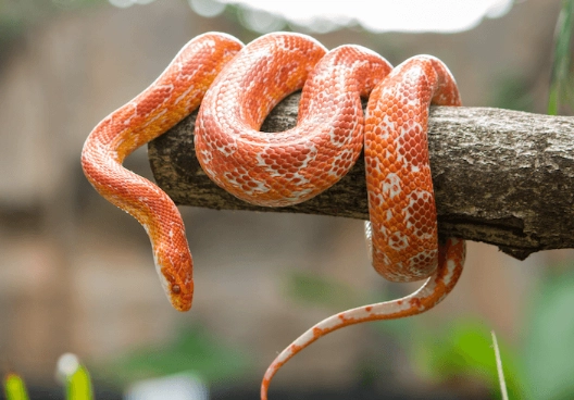 Corn snakes for beginners