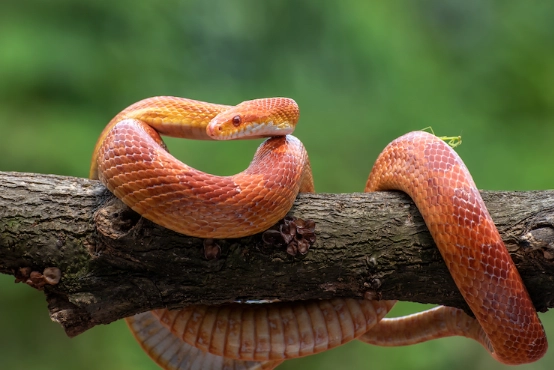 corn snake trouble