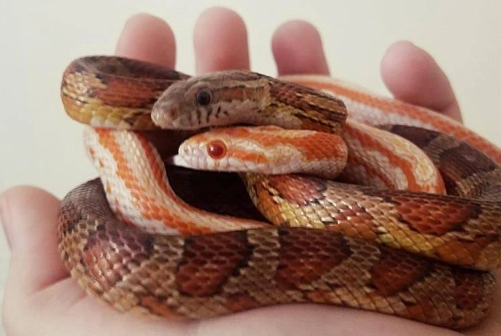 are corn snakes good pets