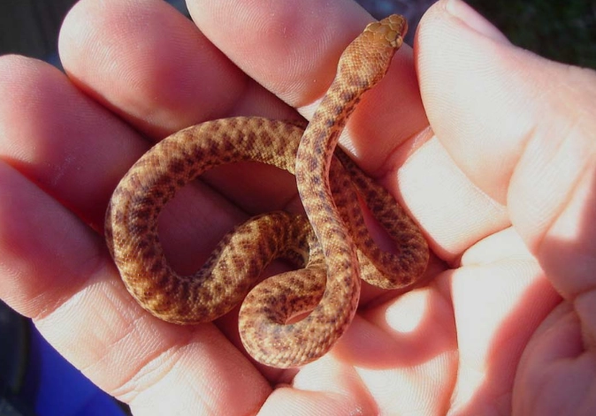 Best snakes for beginners that stay small