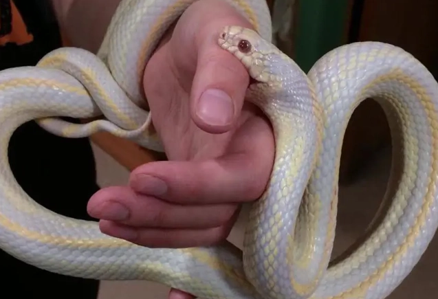 biggest problem with corn snakes