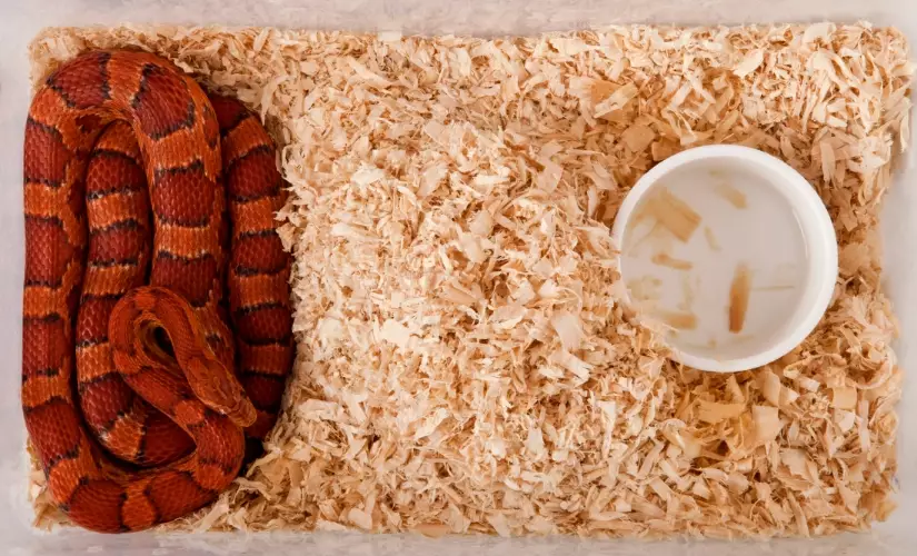 how to take care of a snake for beginners