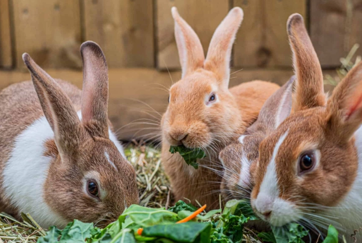 what not to feed rabbits