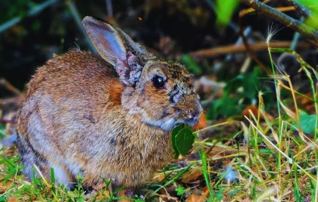 foraging for rabbits