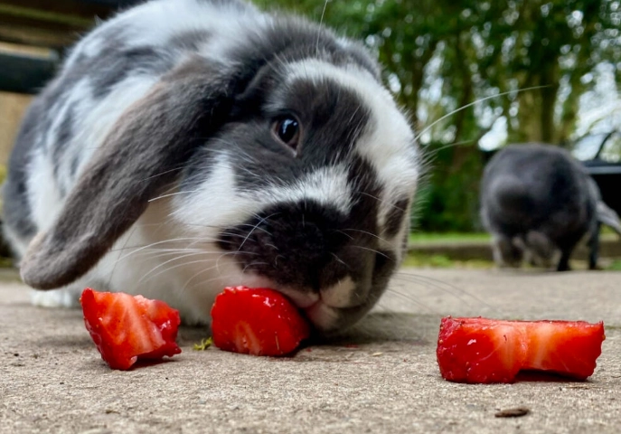 rabbit diet fruits