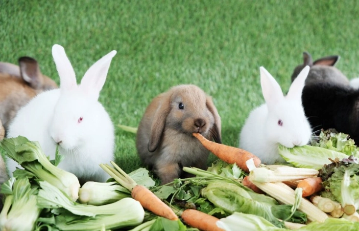 safe fruits for rabbits