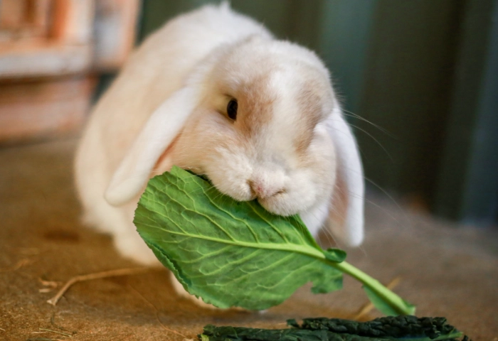 rabbit food list