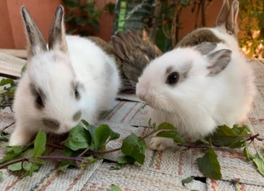 Safe vegetables for rabbits