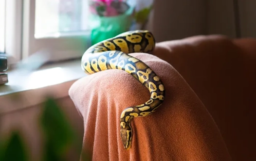 snake enclosure setup