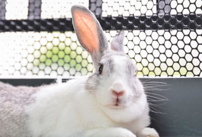 how often feed rabbit greens