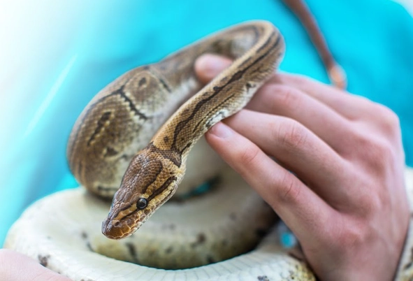 beginner friendly pet snakes