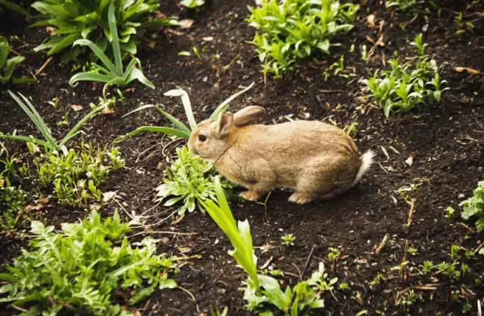 rabbit natural habitat food