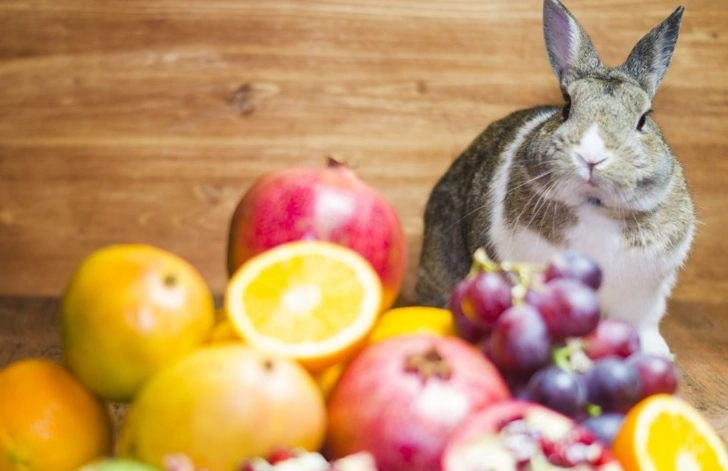 What fruit can rabbits eat daily?