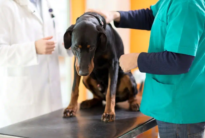 signs dog dying hemangiosarcoma