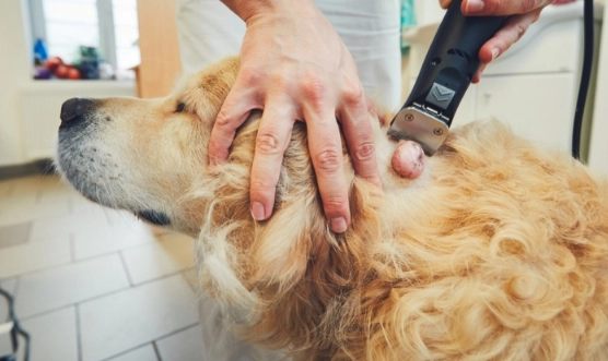 hemangiosarcoma in dogs