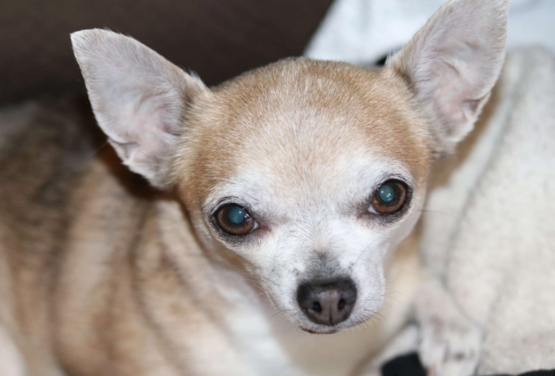 asymptomatic dog diseases