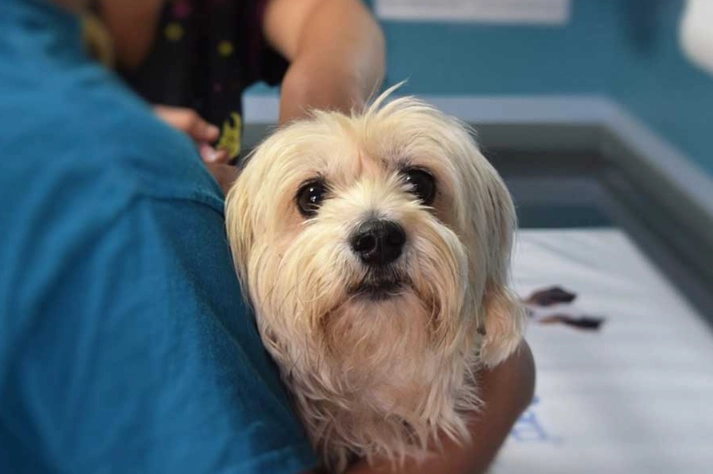 euthanasia for dogs with cancer