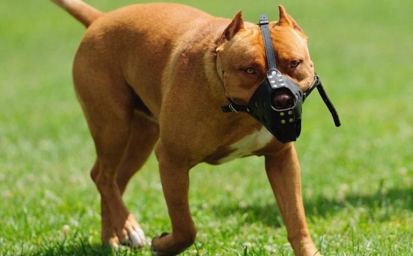 dog kidney disease symptoms