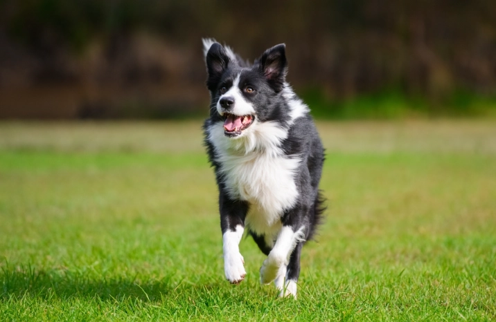 hidden dog illness signs