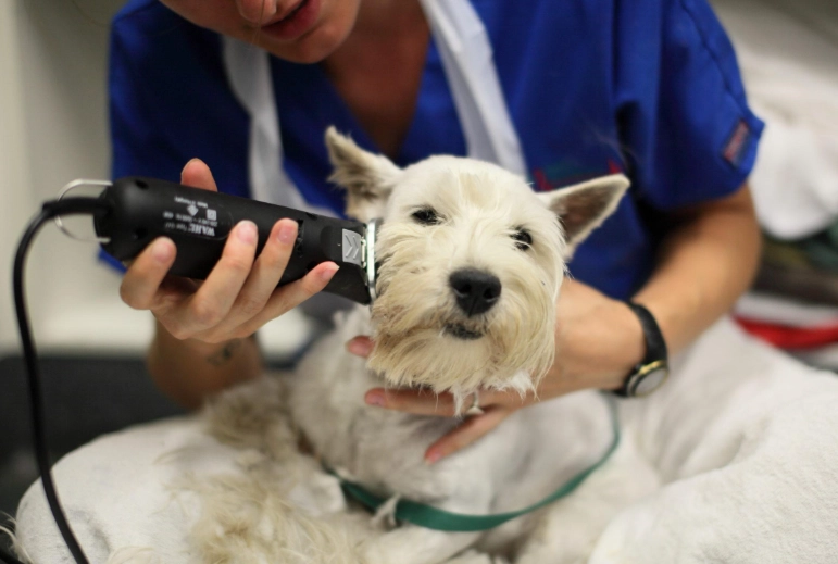 silent killer in dogs