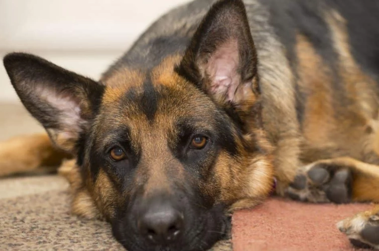 euthanasia for dogs with cancer